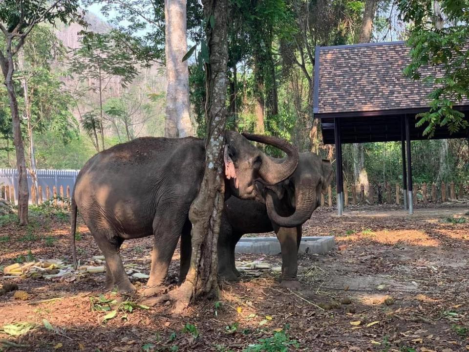 Luxury Camp@Green Jungle Park Villa Luang Prabang Dış mekan fotoğraf